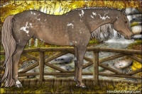 Horse Color:White Spotted Chocolate Palomino