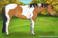 Horse Color:Bay Tobiano 