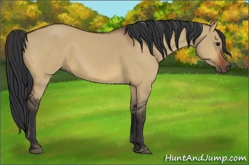 Horse Color:Bay Dun 