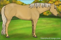 Horse Color:Palomino