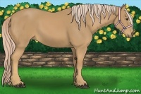 Horse Color:Palomino 