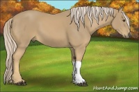 Horse Color:Palomino 