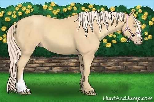 Horse Color:Gold Cream Champagne