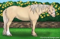 Horse Color:Gold Cream Champagne 