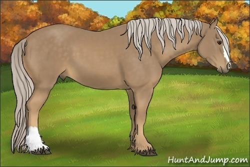 Horse Color:Palomino