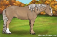 Horse Color:Palomino
