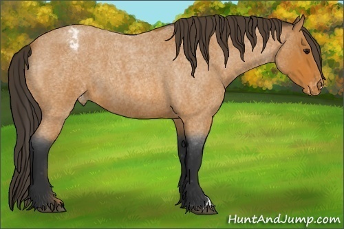 Horse Color:Bay Roan Appaloosa 
