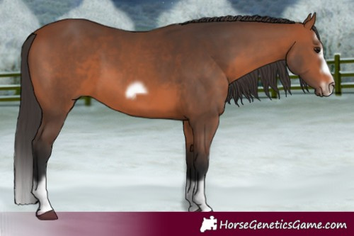 Horse Color:Bay Splash Frame