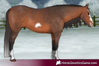 Horse Color:Bay Splash Frame 