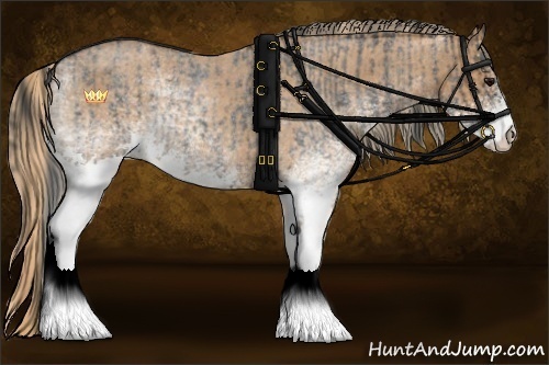 Horse Color:White Spotted Blue Roan Rabicano  and White Spotted Red Roan Rabicano 