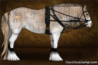 Horse Color:White Spotted Blue Roan Rabicano  and White Spotted Red Roan Rabicano 