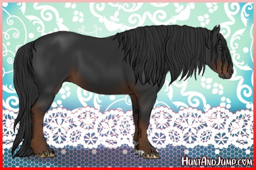 Horse Color:Gray Liver Chestnut 