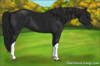 Horse Color:Gray Black 