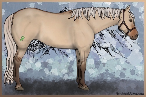 Horse Color:Silver Bay Dun 