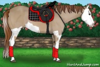 Horse Color:Red Dun  and Red Dun Splash 