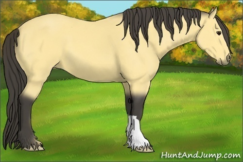 Horse Color:Buckskin