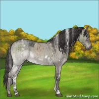 Horse Color:White Spotted Smoky Grullo Roan Mushroom Brindle 