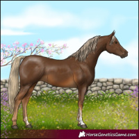 Horse Color:Chocolate Palomino Sabino 