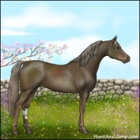 Horse Color:Chocolate Palomino Sabino 