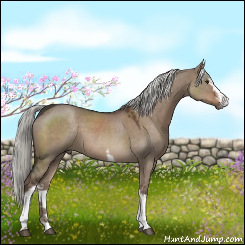 Horse Color:White Spotted Liver Red Dun Sabino 