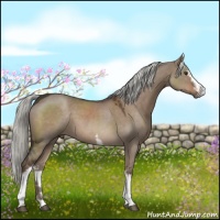 Horse Color:White Spotted Liver Red Dun Sabino 