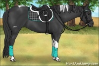 Horse Color:Black Tobiano 