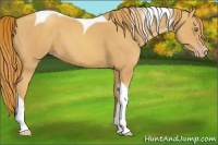 Horse Color:Gold Champagne Tobiano 