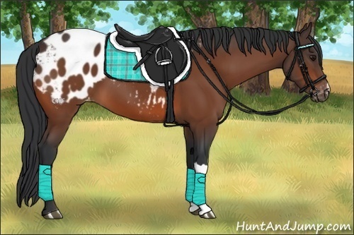 Horse Color:Bay Appaloosa 