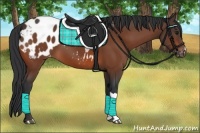 Horse Color:Bay Appaloosa