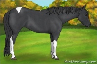 Horse Color:Blue Roan Tobiano