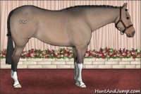 Horse Color:Bay Dun