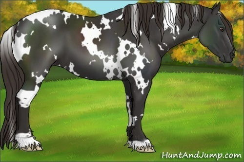 Horse Color:White Spotted Liver Chestnut