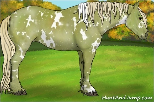 Horse Color:Watercolor White Spotted Silver Black