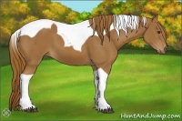 Horse Color:Chestnut Tobiano