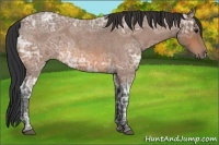 Horse Color:Bay Ice Roan 