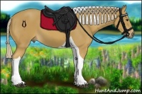 Horse Color:Palomino Tobiano 
