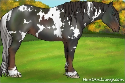 Horse Color:White Spotted Liver Chestnut 