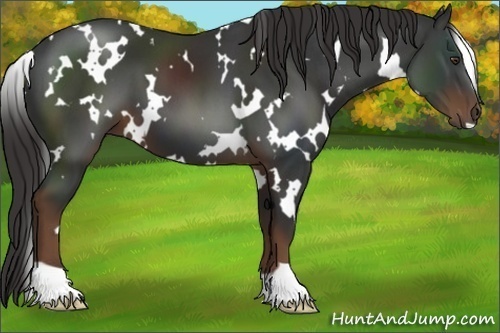 Horse Color:White Spotted Liver Chestnut 