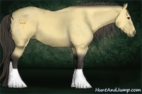 Horse Color:Buckskin 