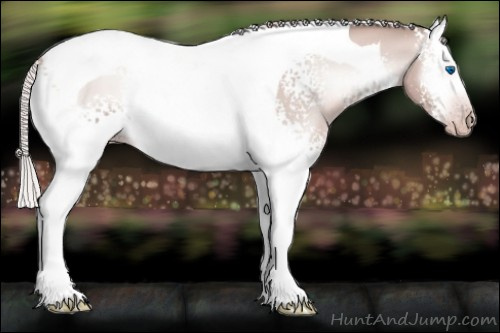 Horse Color:Gray White Spotted Gold Cream Champagne Onyx Splash Tobiano 