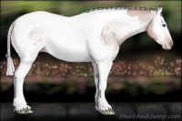 Horse Color:Gray White Spotted Gold Cream Champagne Onyx Splash Tobiano 