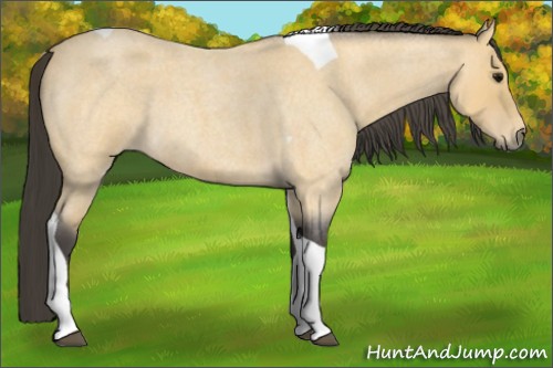 Horse Color:Buckskin Roan Tobiano