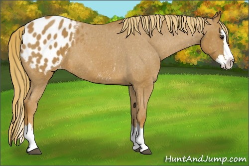 Horse Color:Red Roan Splash Appaloosa 