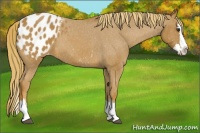 Horse Color:Red Roan Splash Appaloosa 