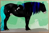 Horse Color:Palomino Splash Appaloosa 