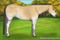 Horse Color:White Spotted Buckskin