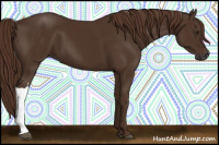 Horse Color:Gray Chestnut 