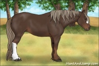 Horse Color:Liver Chestnut 