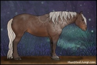 Horse Color:Silver Bay 