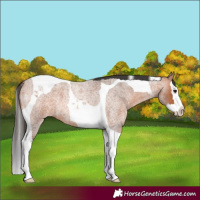 Horse Color:Bay Roan Splash Tobiano
